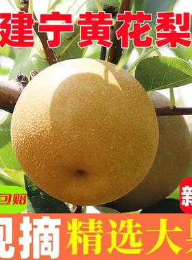建宁黄花梨_建宁黄花梨介绍