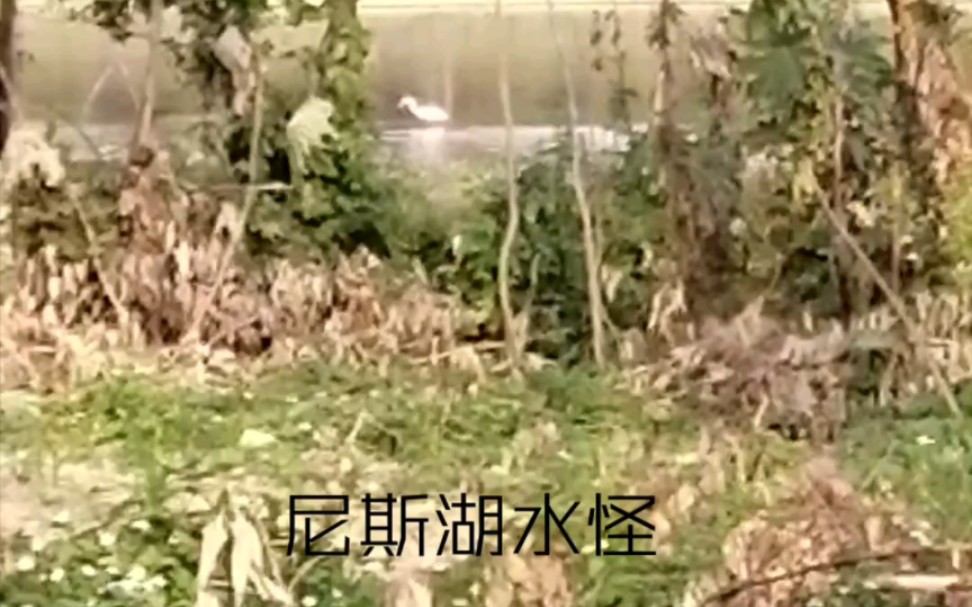 僵尸水怪_僵尸水怪电影